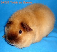 /album/miminka-a-jejich-rodicove5/daisy-1-rok-a-ctvrt-jpg/